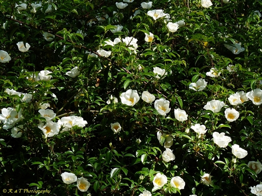 {Rosa laevigata}